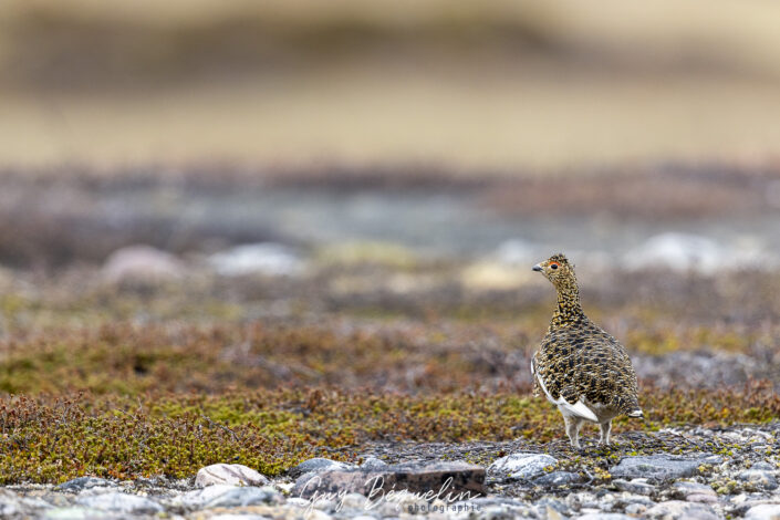 Péninsule du Varanger