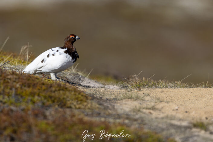 Péninsule du Varanger