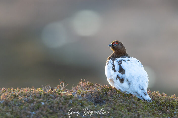 Péninsule du Varanger
