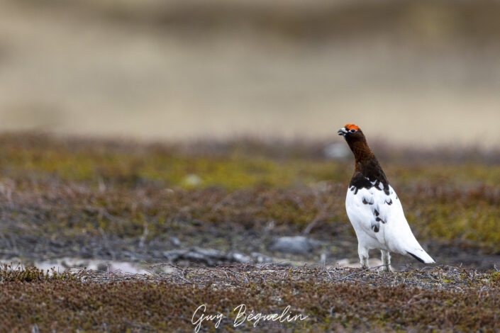 Péninsule du Varanger