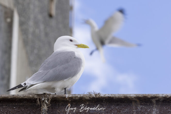 Péninsule du Varanger