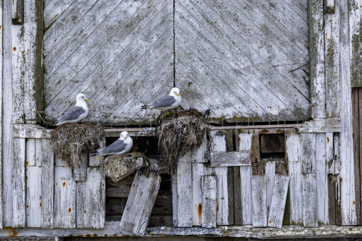 Péninsule du Varanger