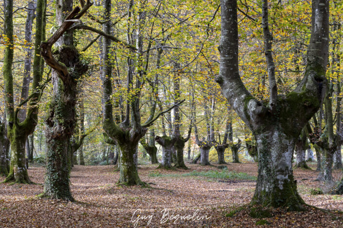 Espagne - Parc Naturel de Gorbeia