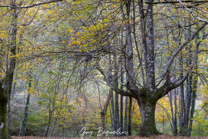 Espagne - Parc Naturel de Gorbeia