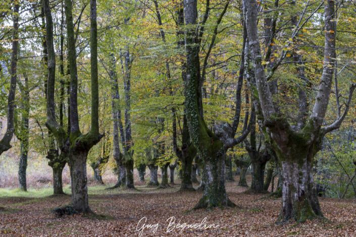 Espagne - Parc Naturel de Gorbeia