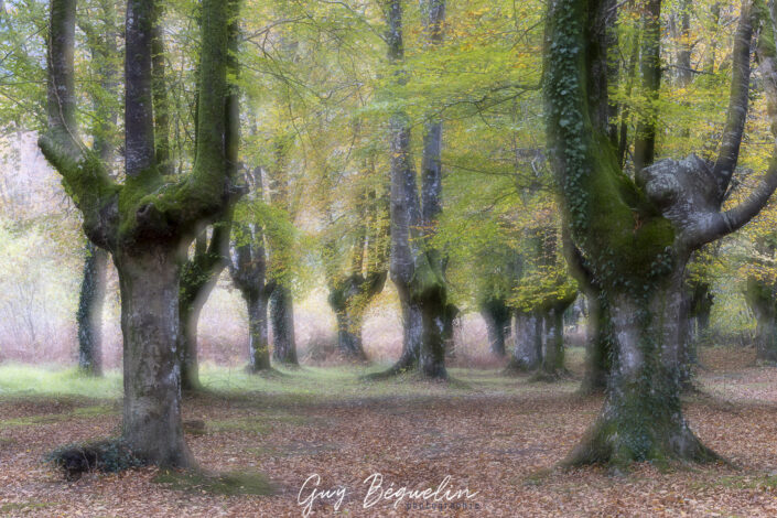 Espagne - Parc Naturel de Gorbeia