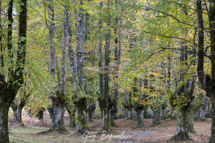 Espagne - Parc Naturel de Gorbeia