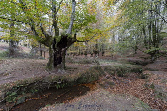 Espagne - Parc Naturel de Gorbeia