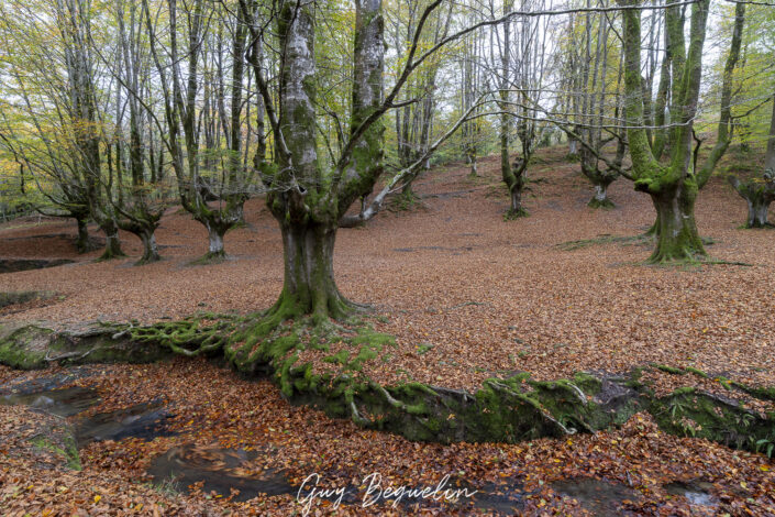 Espagne - Parc Naturel de Gorbeia