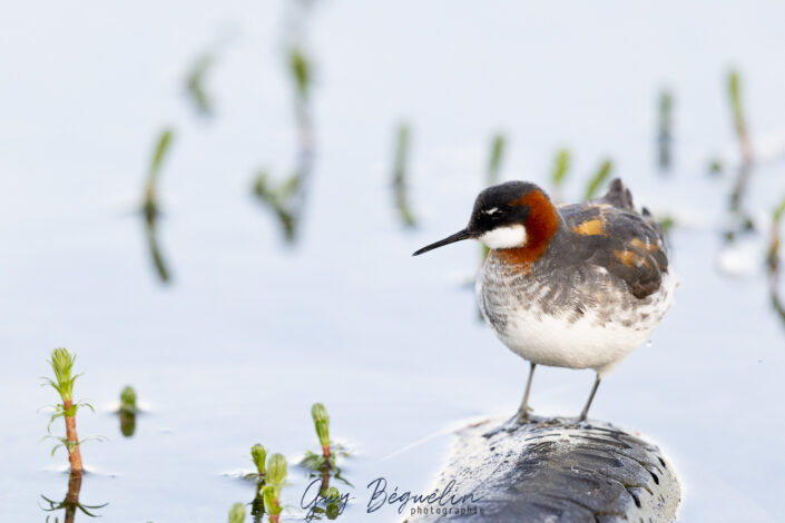 Péninsule du Varanger