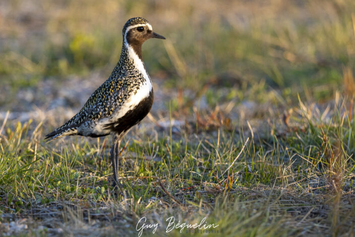 Péninsule du Varanger