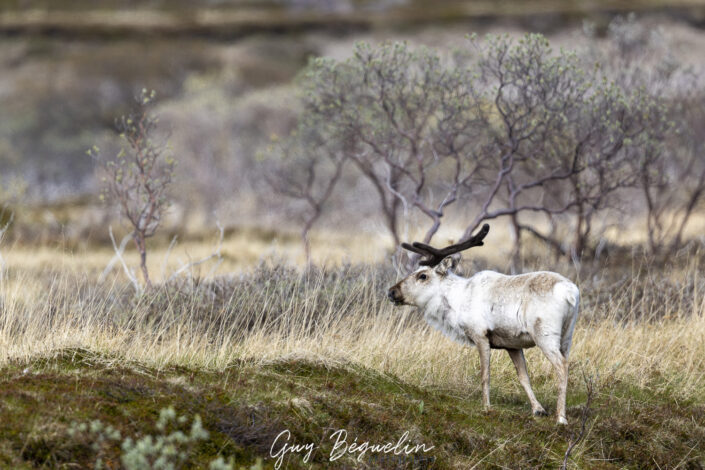 Péninsule du Varanger