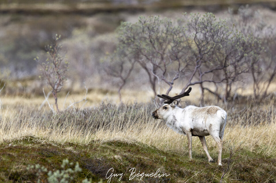 Péninsule du Varanger