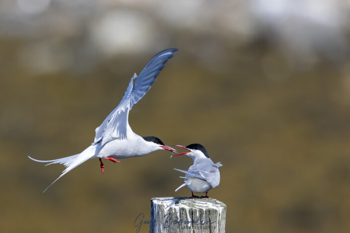 Péninsule du Varanger